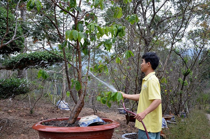 🌟 DỊCH VỤ CHĂM SÓC MAI VÀNG TẬN NHÀ TẠI PHÚ QUỐC – PHỤC HỒI NHANH, PHÁT TRIỂN MẠNH! 🌟